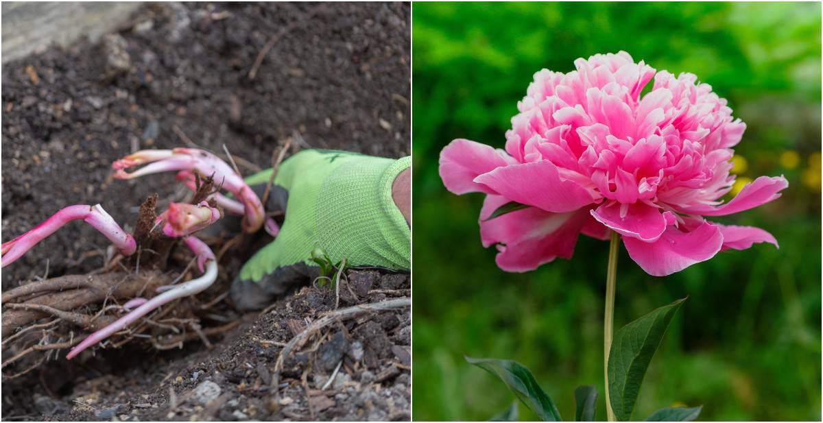List of 12 Can peonies be planted in pots 1 How To Grow Peonies in Containers