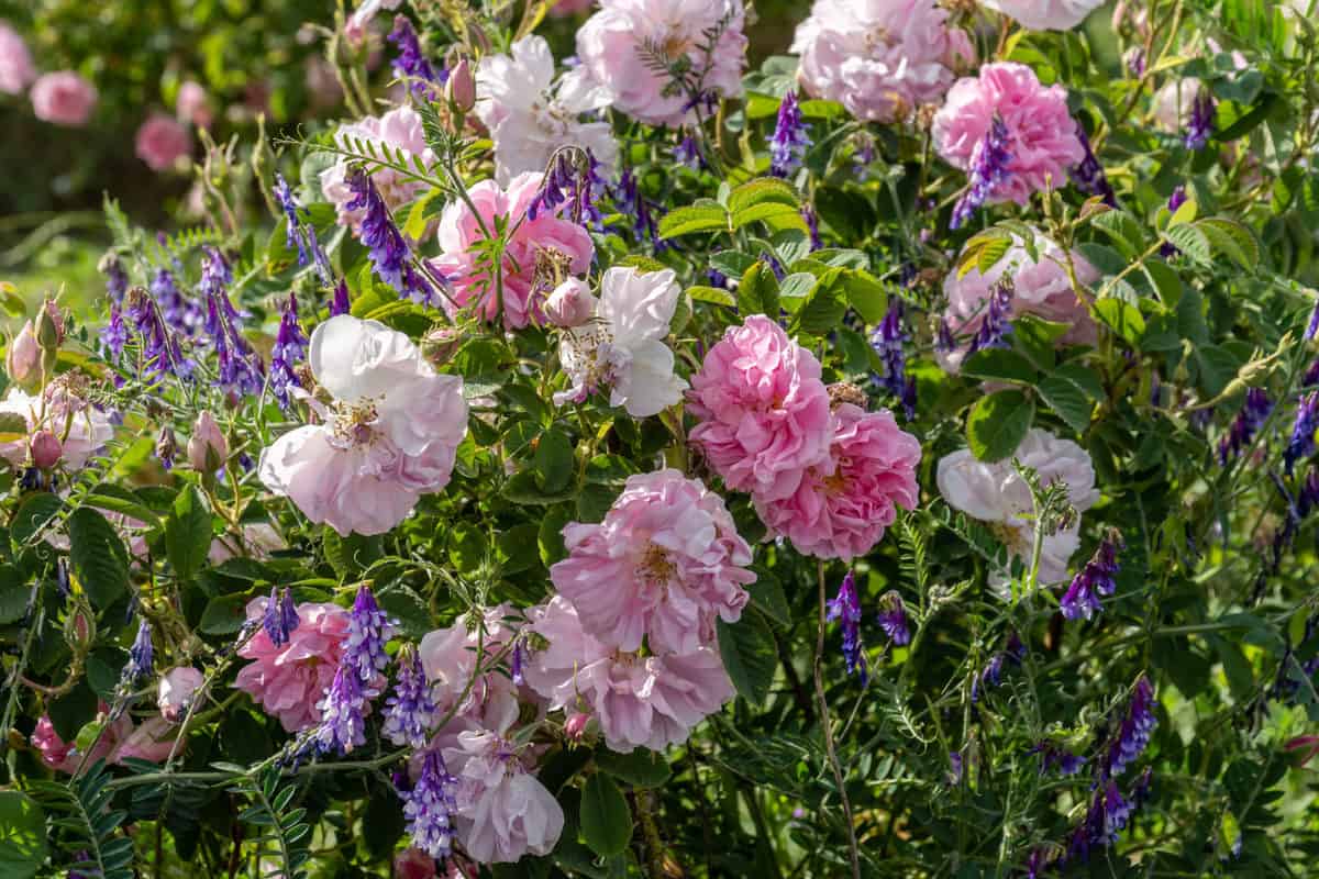 20 Rose Companion Plants & What Not To Grow Near Roses
