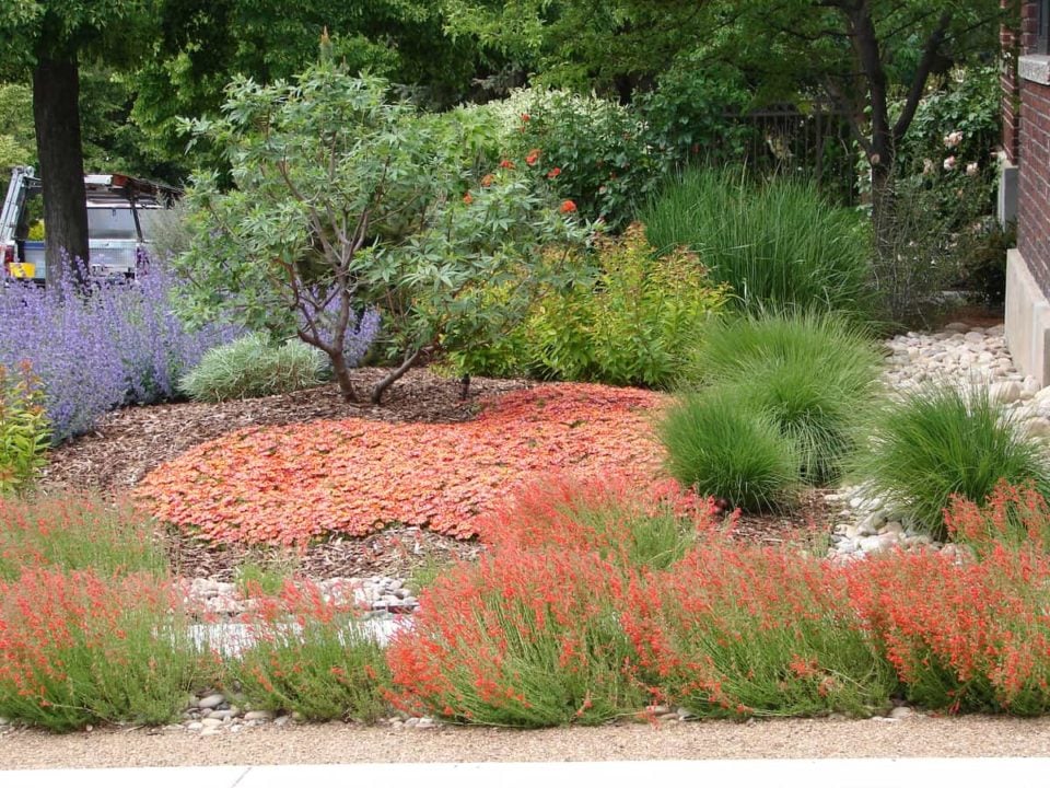 26 Drought Tolerant Plants That Will Survive The Driest Conditions