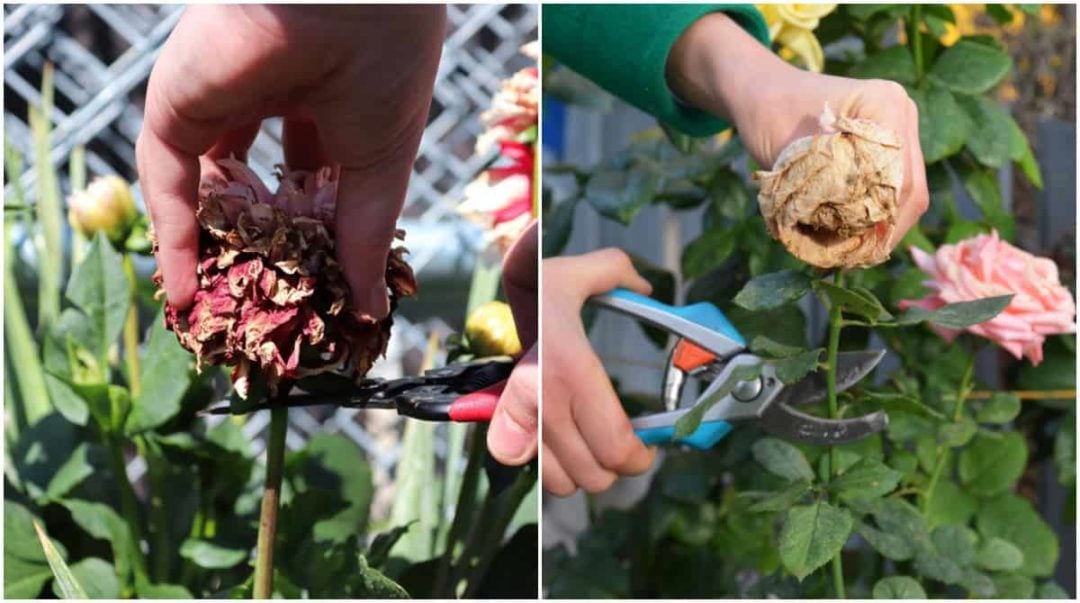 How To Deadhead Flowers 3 Reasons Why You Should (& When You Shouldn't)