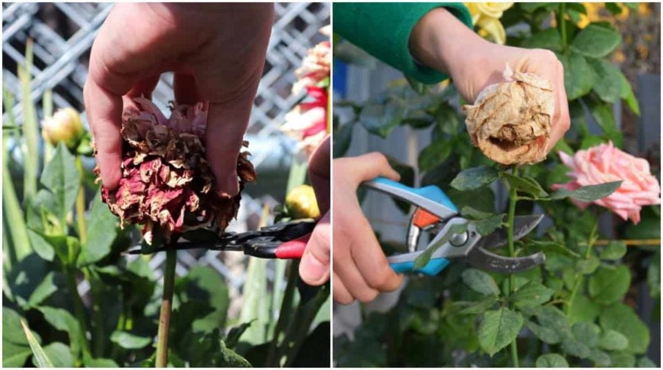 How To Deadhead Flowers 3 Reasons Why You Should (& When You Shouldn't)