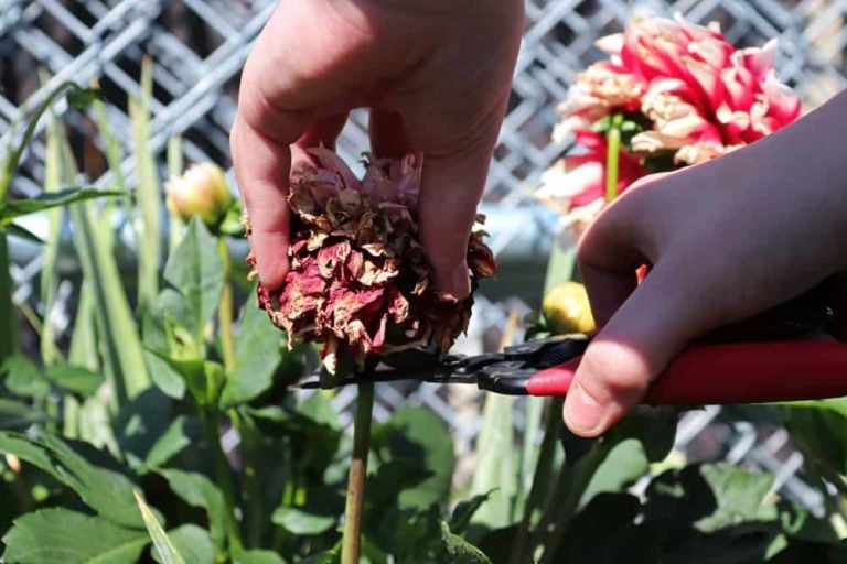 How To Deadhead Flowers 3 Reasons Why You Should (& When You Shouldn't)
