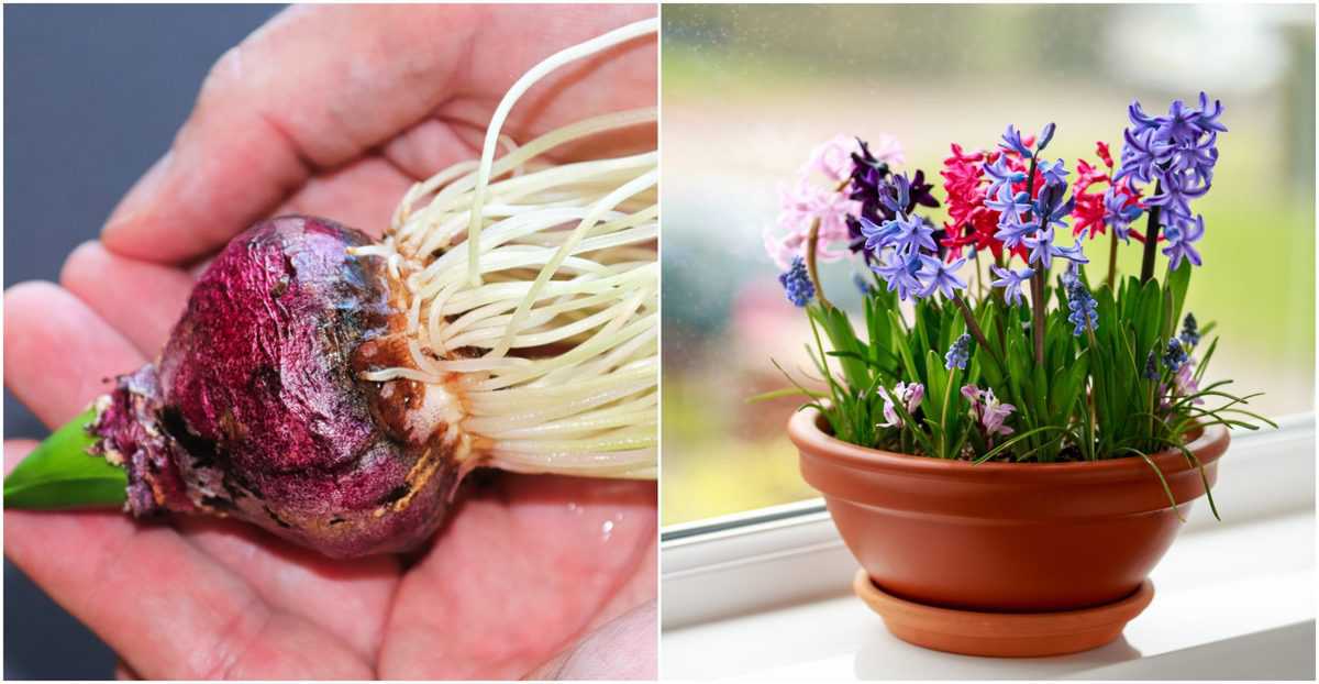 How To Force Bulbs to Bloom In The Depths Of Winter