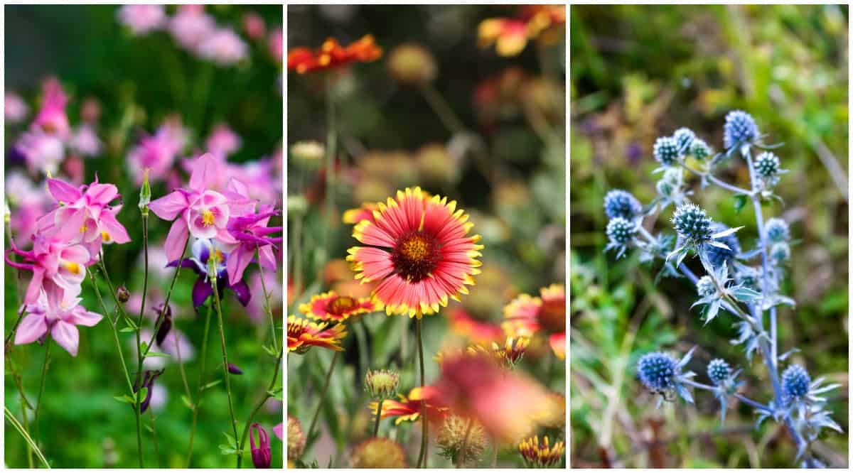 23 Beautiful Perennial Flowers to Plant This Fall
