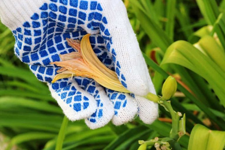 How To Deadhead Flowers 3 Reasons Why You Should (& When You Shouldn't)