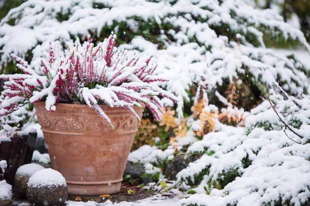 20+ Trees, Shrubs & Perennials For A Spectacular Winter Garden