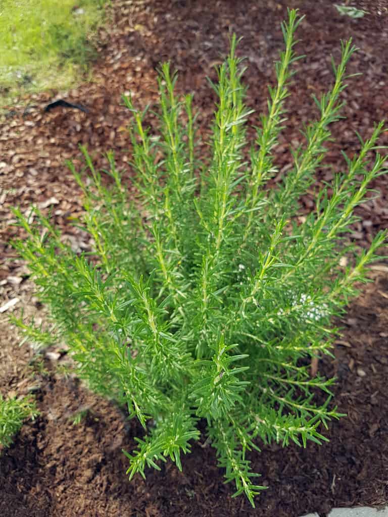 How To Grow A Rosemary Hedge (& 10 Reasons Why You Should)