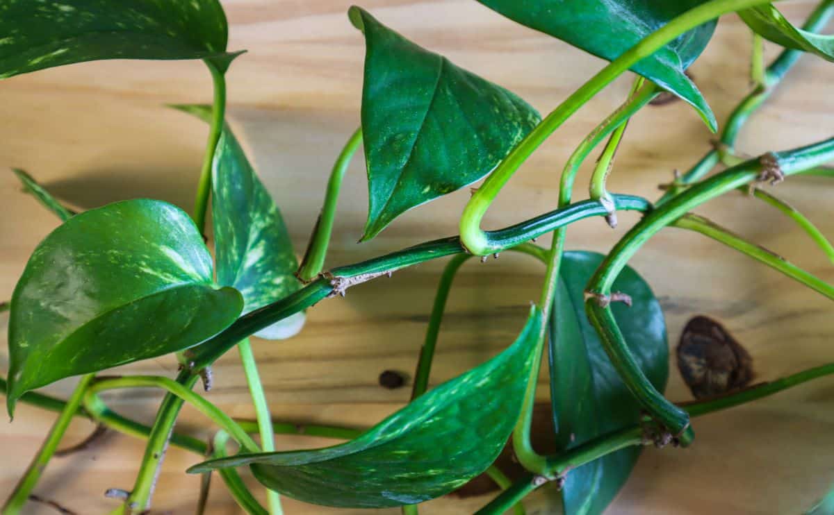 How to propagate pothos in soil 7 How to propagate pothos in soil