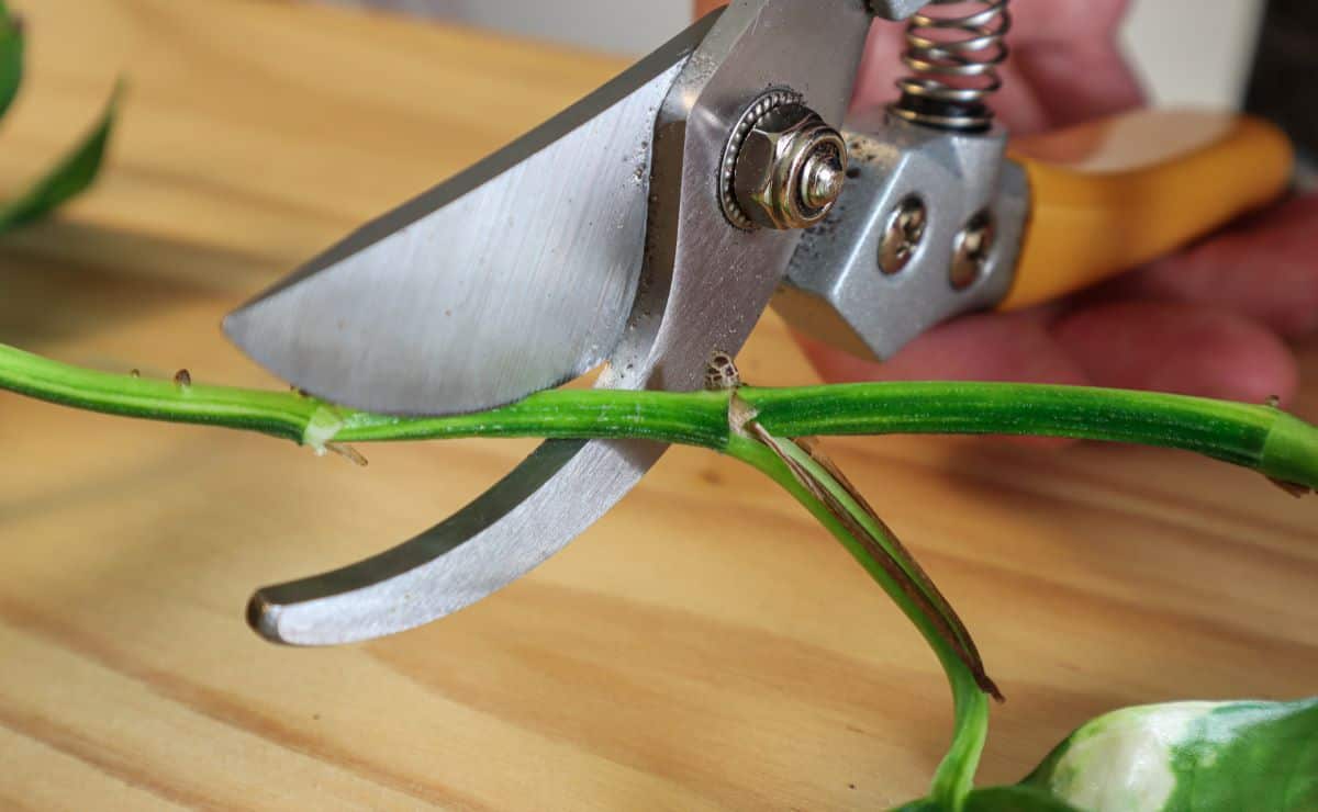 How to propagate pothos in soil 9 How to propagate pothos in soil