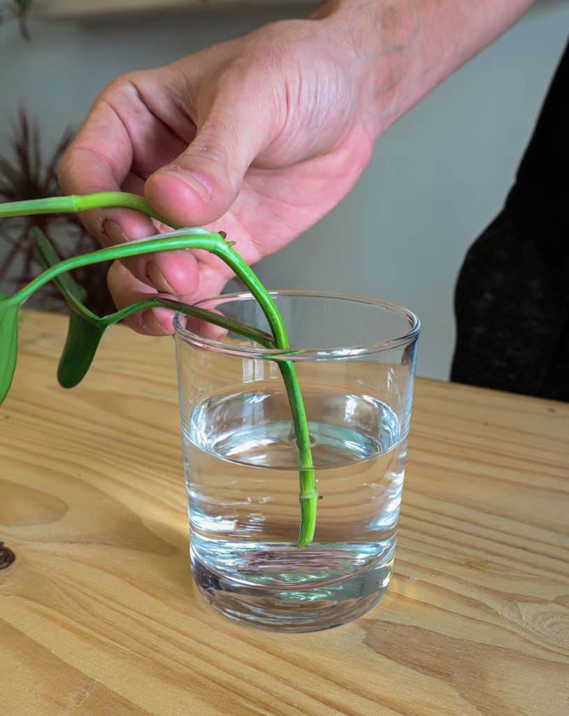 How to propagate pothos in soil 13 How to propagate pothos in soil