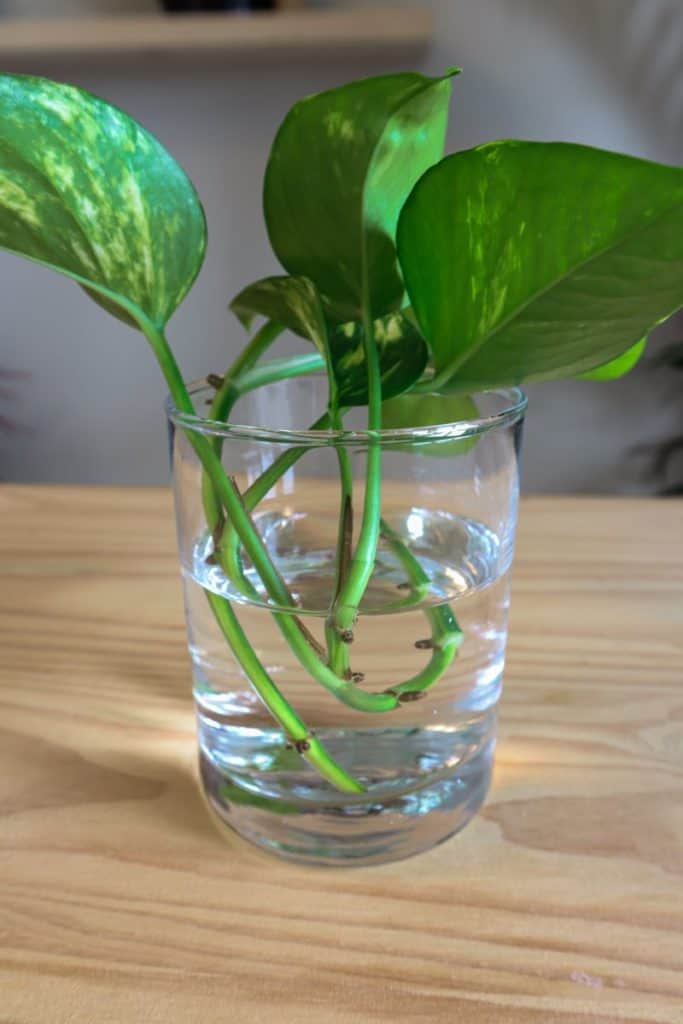 Inserting Pothos Cuttings Into Water For Rooting