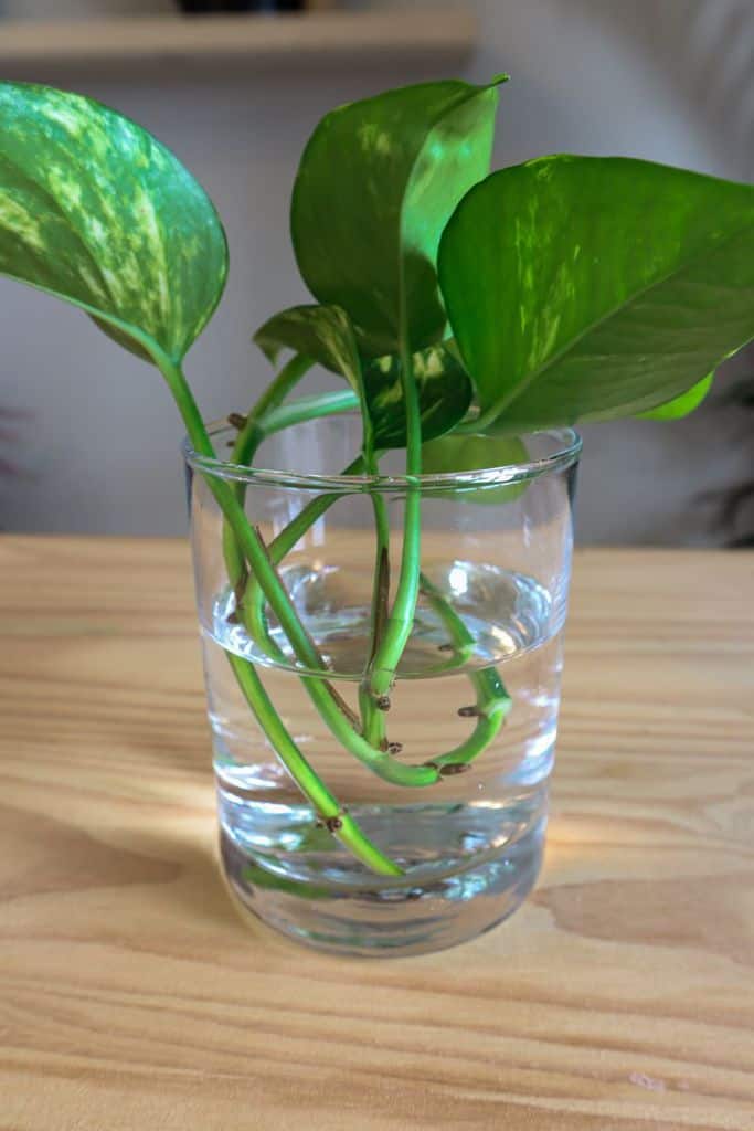 How to propagate pothos in soil 3 How to propagate pothos in soil
