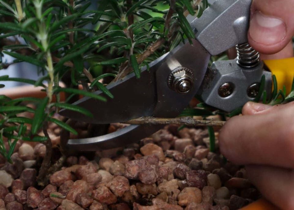 How & When To Prune Rosemary For Big, Bushy Plants