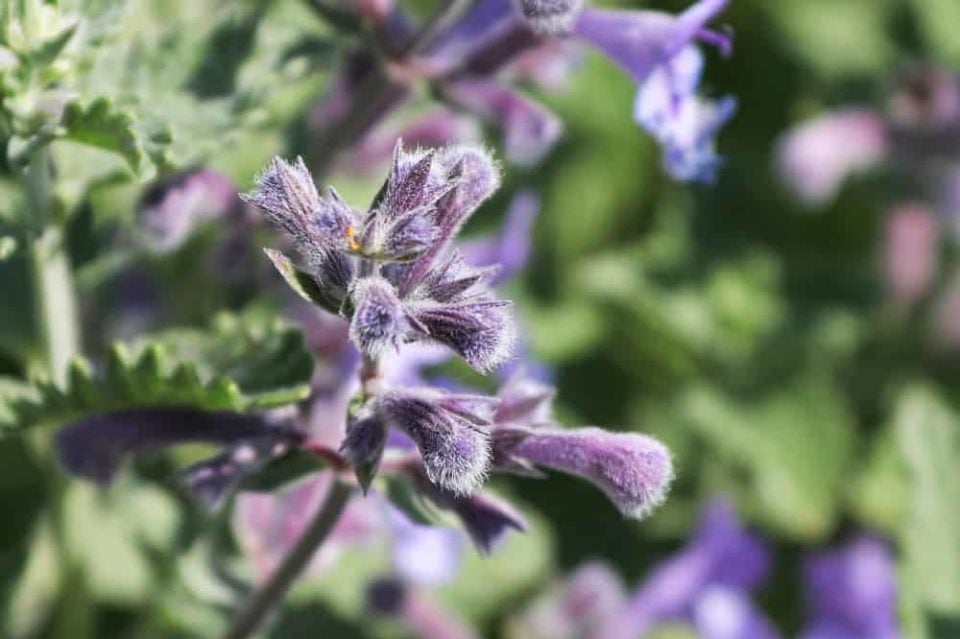 6 Plants That Look Like Lavender (& How To Tell The Difference)
