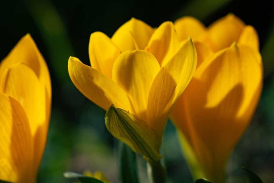 13 Plants For Winter Hanging Baskets