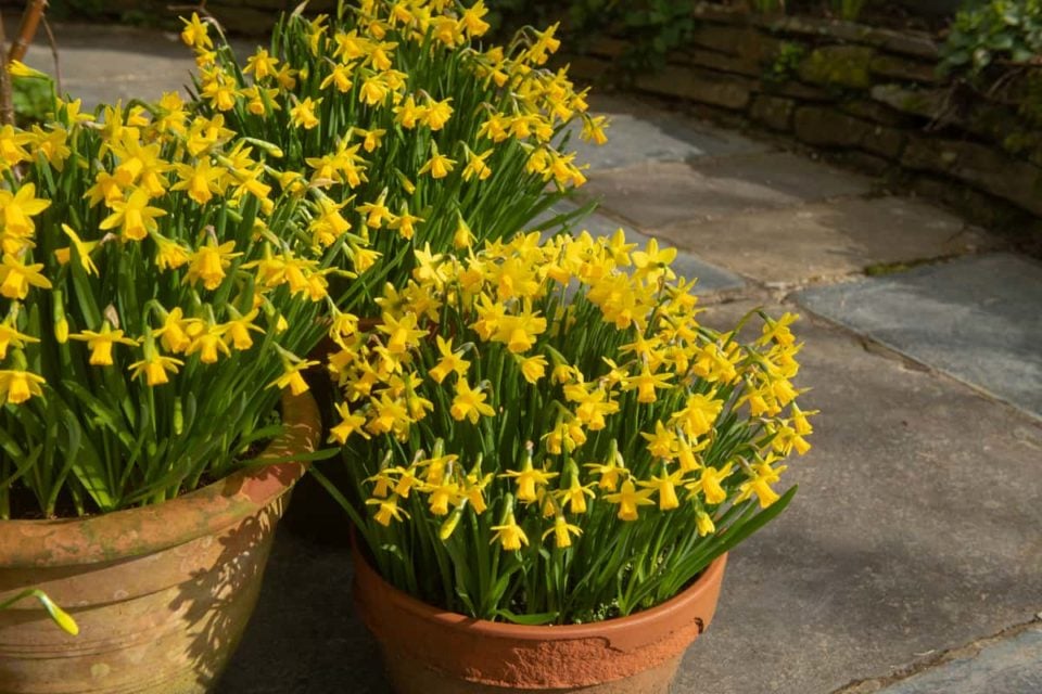 14 Best Daffodil Varieties For Containers