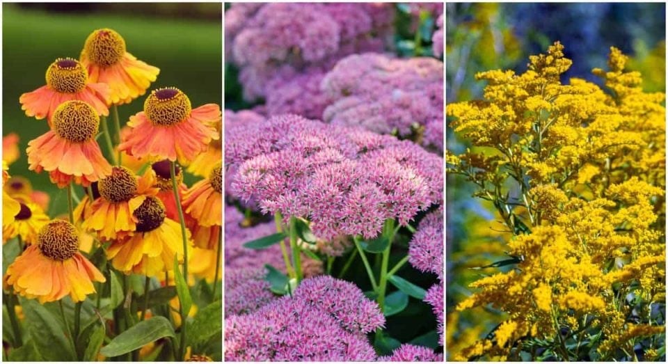12 Fall Flowering Perennials to Brighten Up The Autumn Backyard