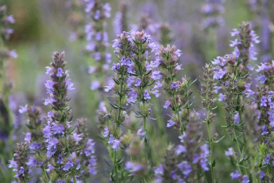 6 Plants That Look Like Lavender (& How To Tell The Difference)