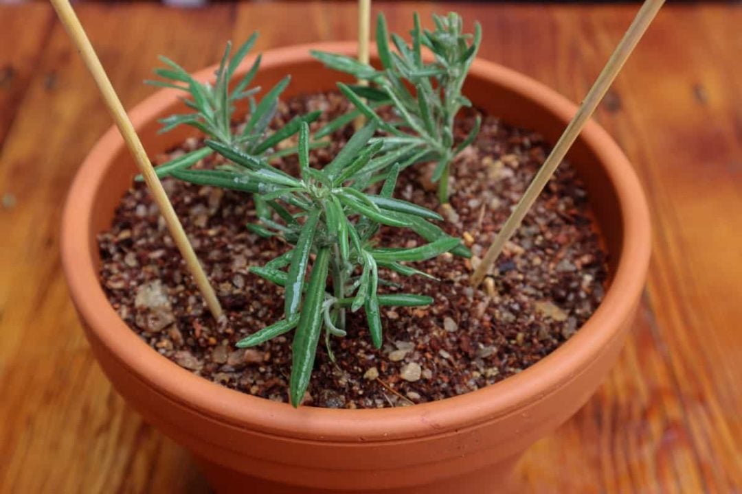 How To Propagate Lavender From Cuttings StepByStep With Photos