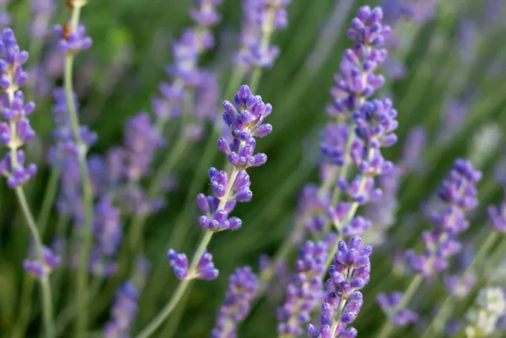 Lavender: Pictures, Flowers, Leaves & Identification