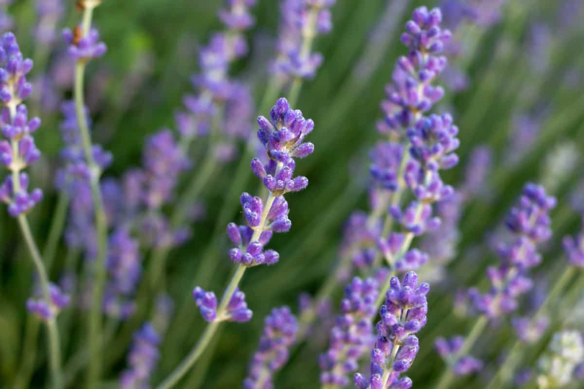 6 Plants That Look Like Lavender How