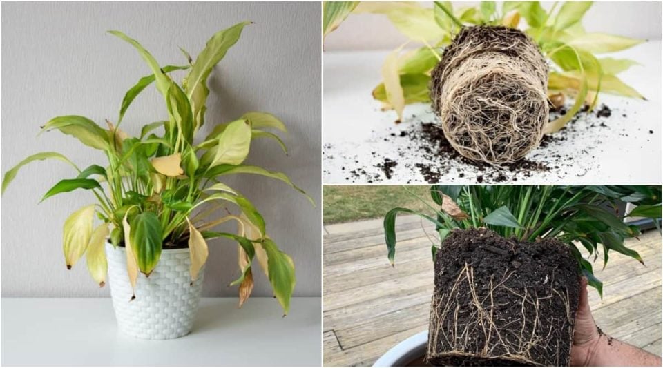 7 Reasons Your Peace Lily Leaves Are Turning Yellow & How To Fix It