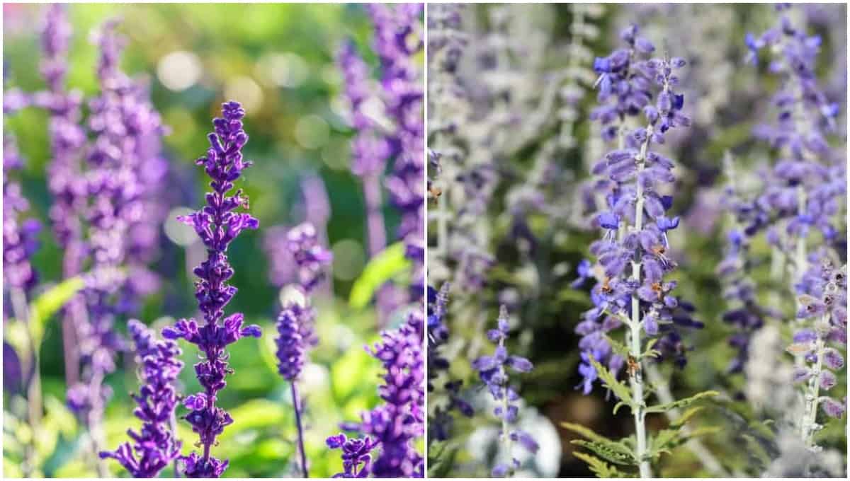6 Plants That Look Like Lavender (& How To Tell The Difference)