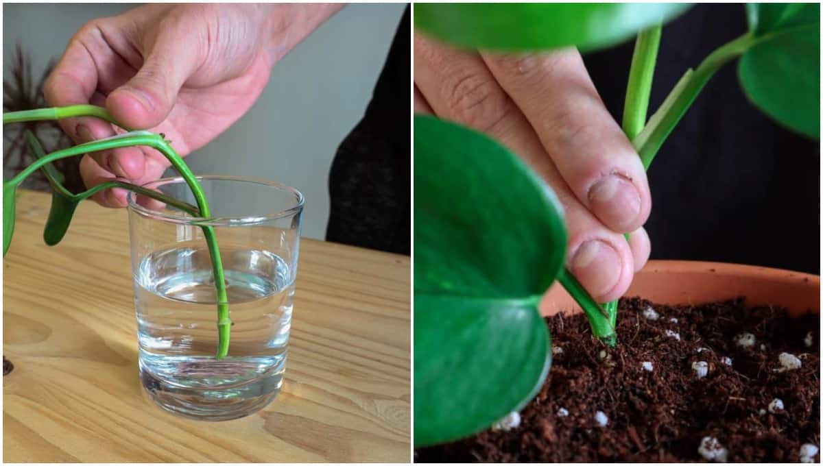 3 Steps To Propagate Pothos & 7 Mistakes Most People Make