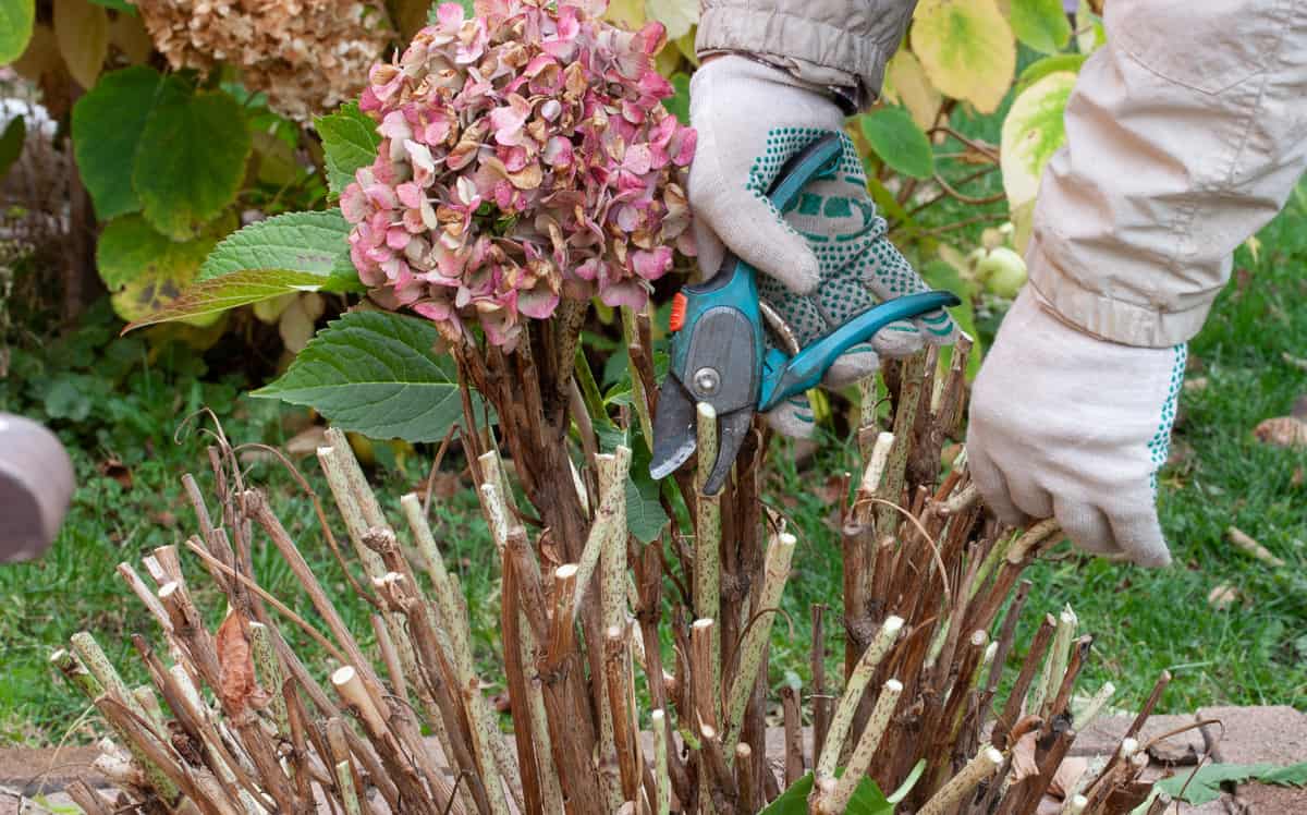 Fall Hydrangea Care: 4 Essential Autumn Jobs For Your Hydrangeas