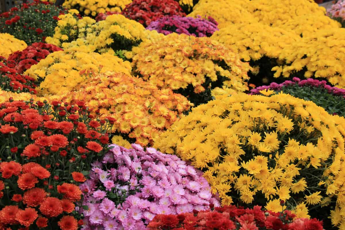 Deadheading Mums + More Tips to Make Chrysanthemums Last Longer