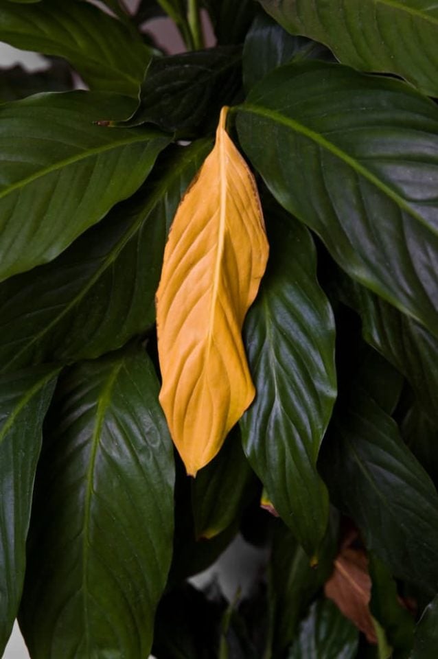 7 Reasons Your Peace Lily Leaves Are Turning Yellow How To Fix It
