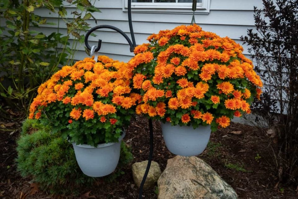 Deadheading Mums + More Tips to Make Chrysanthemums Last Longer