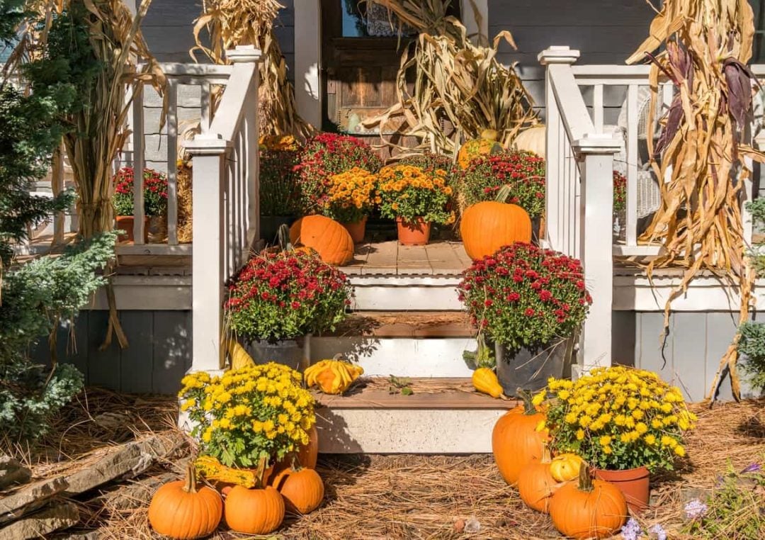 Deadheading Mums + More Tips to Make Chrysanthemums Last Longer