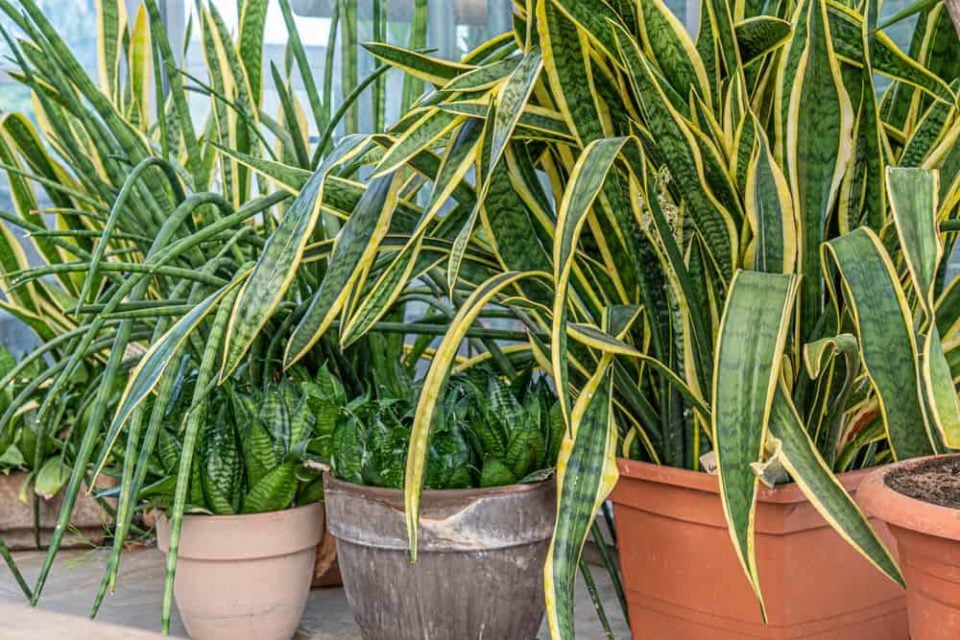 10 Common Snake Plant Problems & How To Fix Them