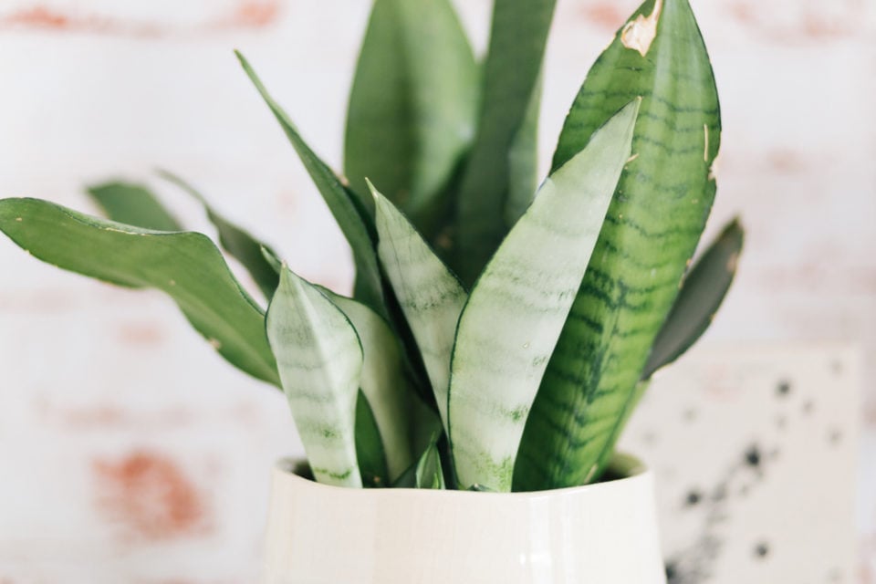 10 Common Snake Plant Problems & How To Fix Them