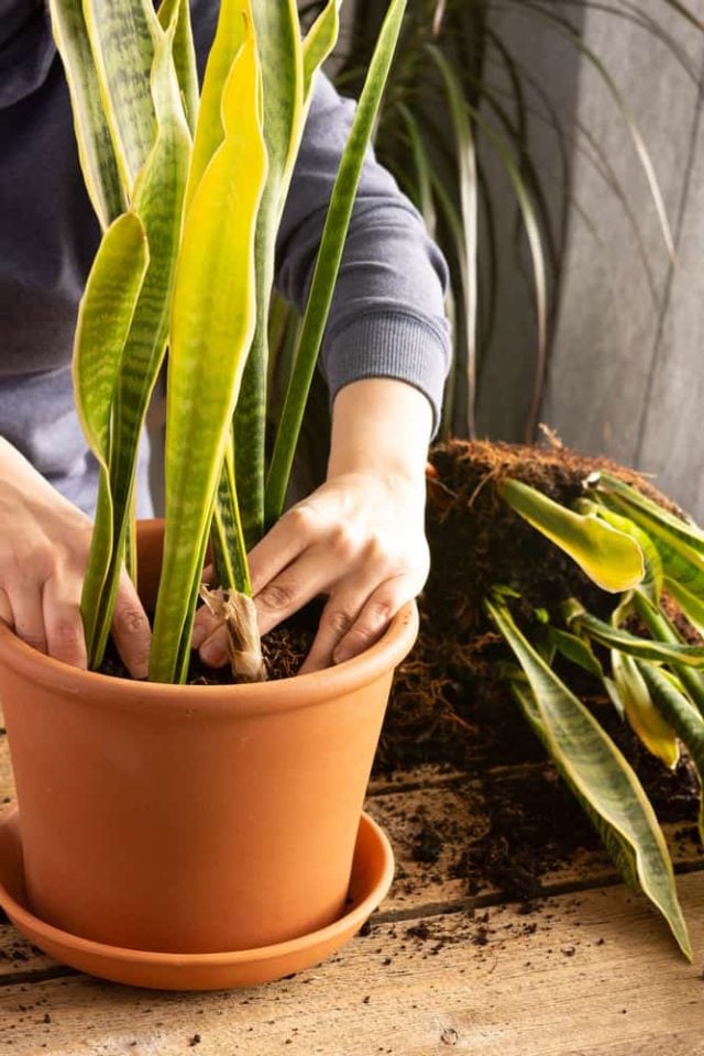 10-common-snake-plant-problems-how-to-fix-them