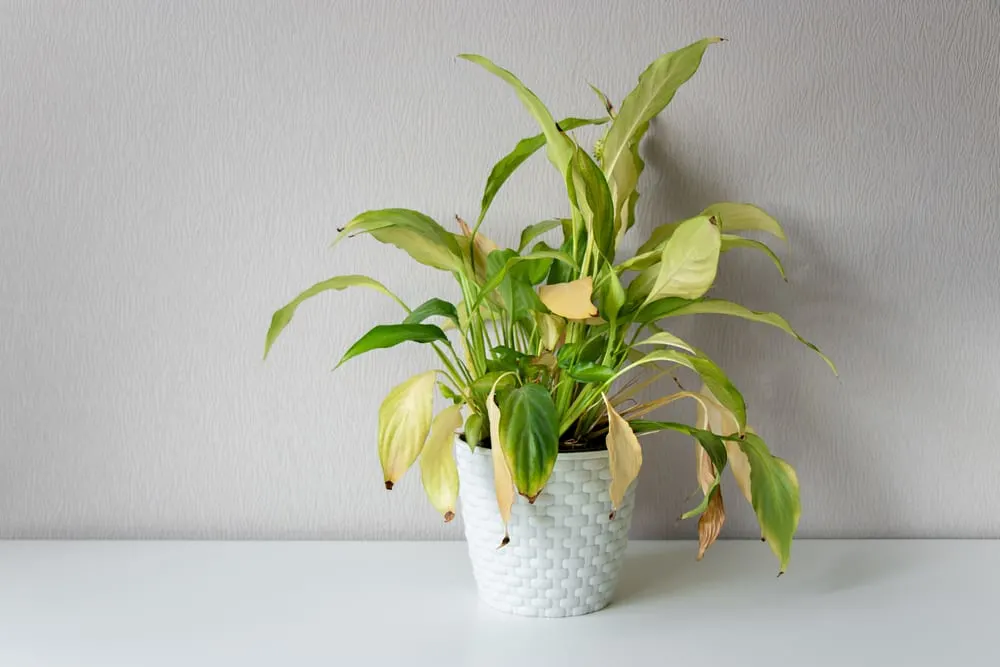 Why Does My Peace Lily Have Yellow Leaves