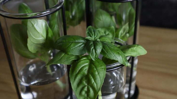 How To Propagate Basil From Cuttings In Soil Or Water