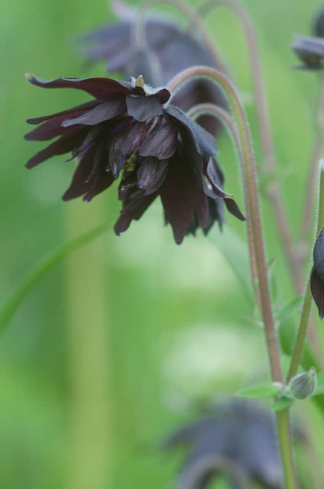 900+ Best Black Flowers ideas  black flowers, planting flowers
