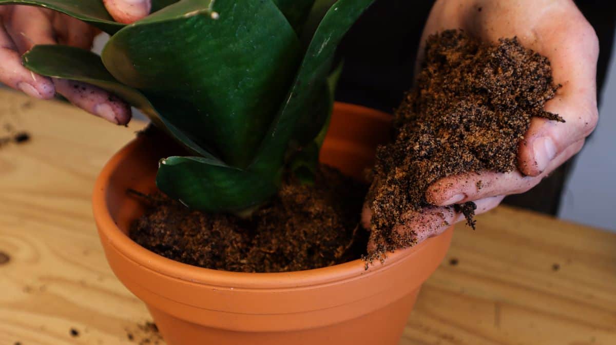 How To Repot A Snake Plant (& 5 Signs You Need To)
