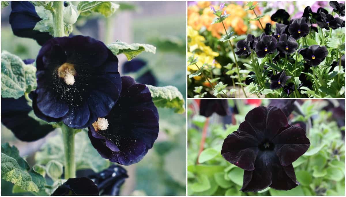 7 Unique Black Flowers and Plants