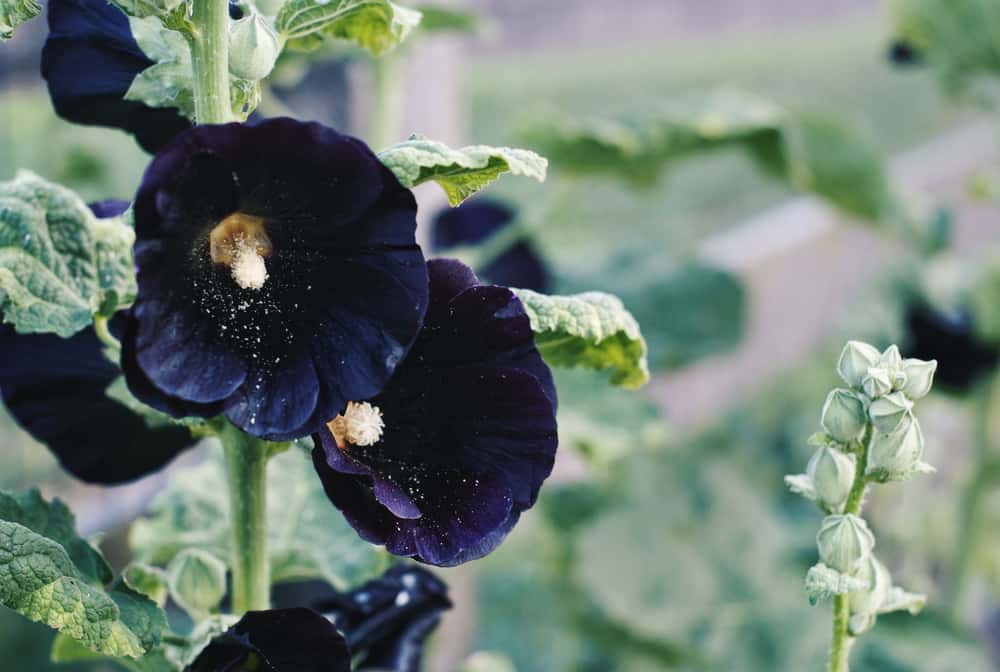 16 (Almost) Black Flowers for Your Garden