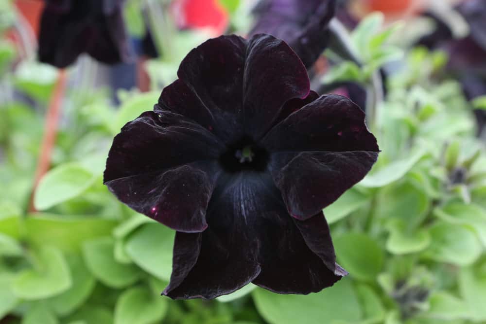 9 Exciting Black Flowers You Need to Grow in Your Garden