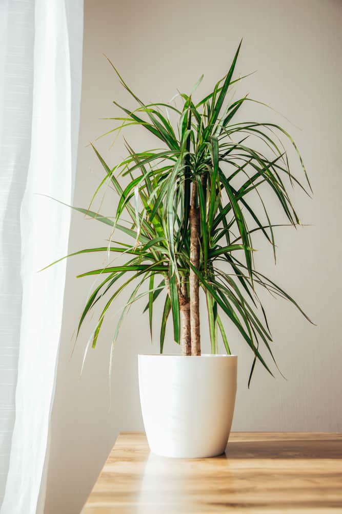 10 Indoor Trees That Thrive in Low Light