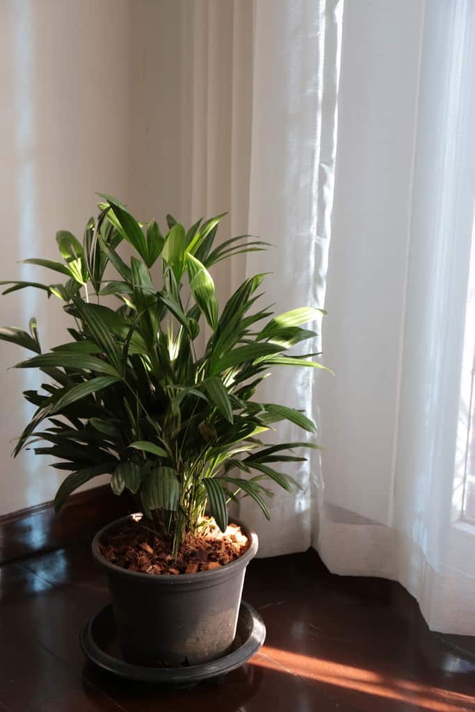 Indoor trees for low light 7 Indoor trees for low light
