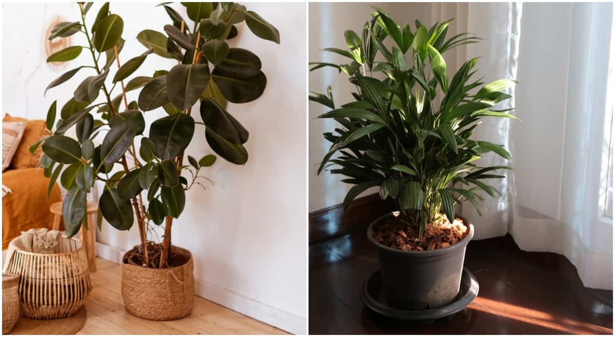 6 Indoor Trees That Thrive In Low Light (& 6 That Wont)