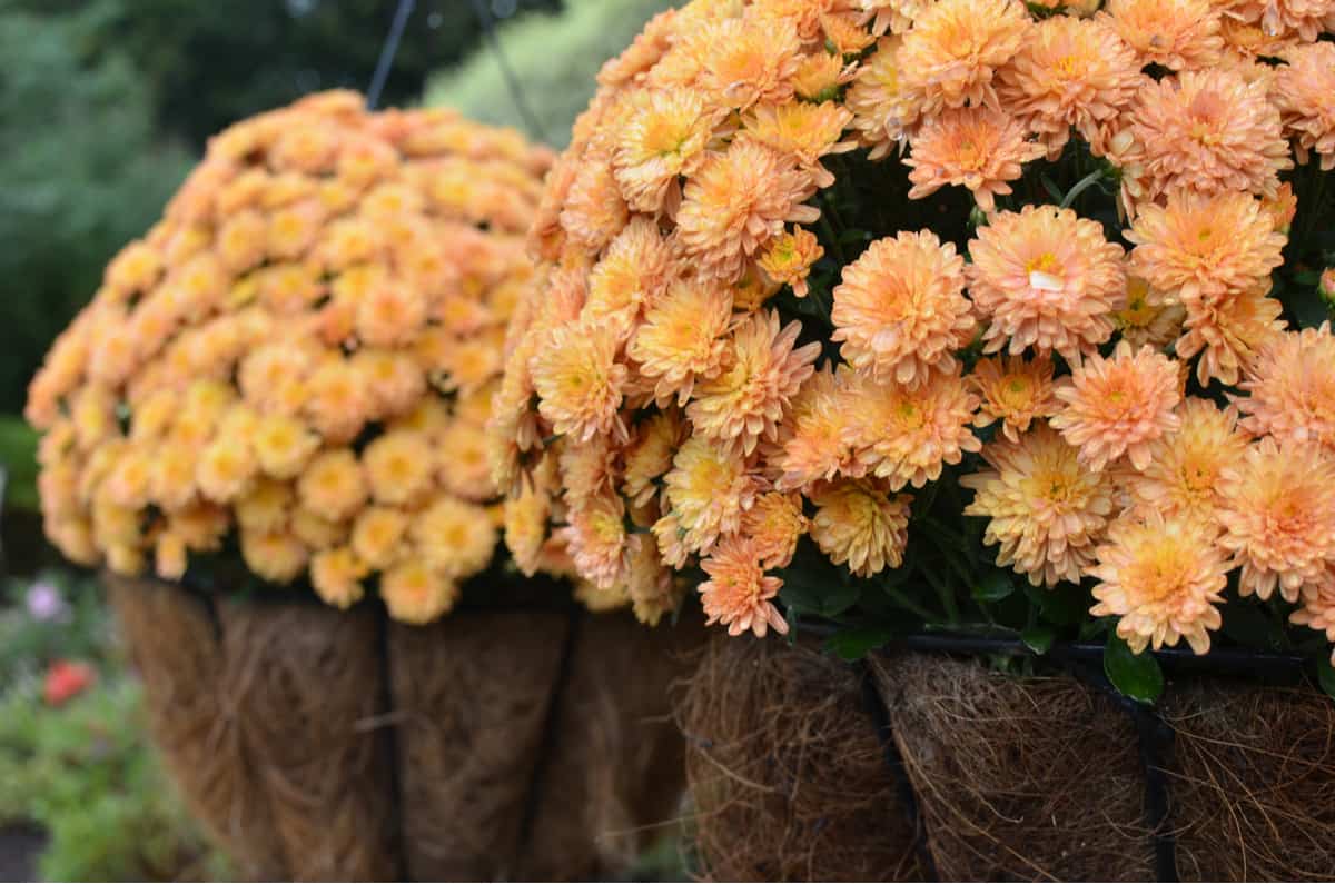 fall hanging planters