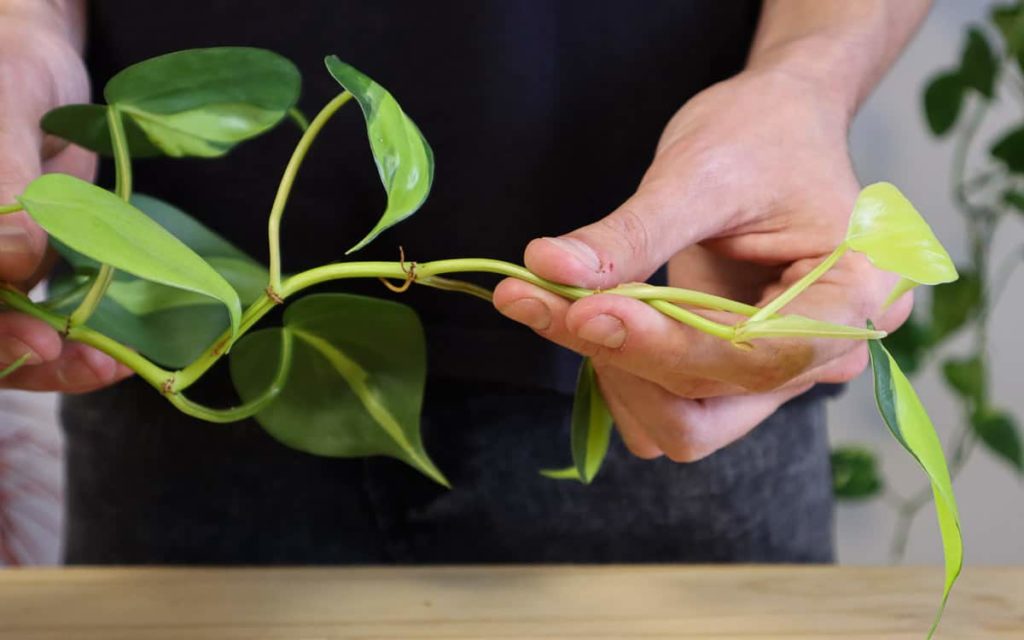 How to Propagate a Philodendron 