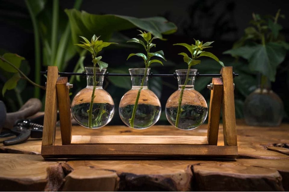 13 Plant Propagation Stations To Grow New Plants In Style