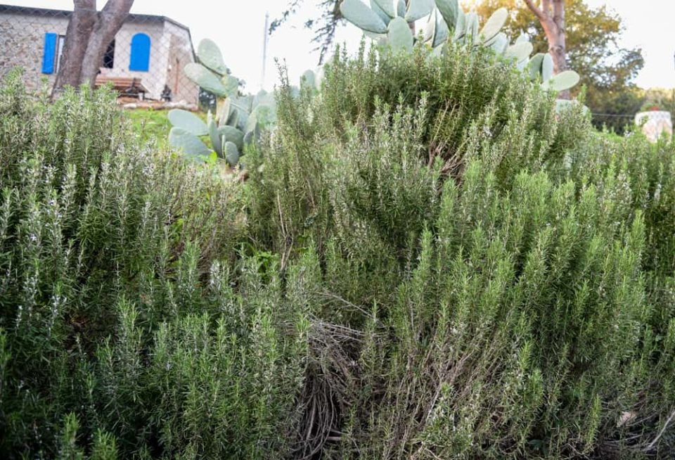 10 Edible Hedges to Create Privacy In Your Backyard